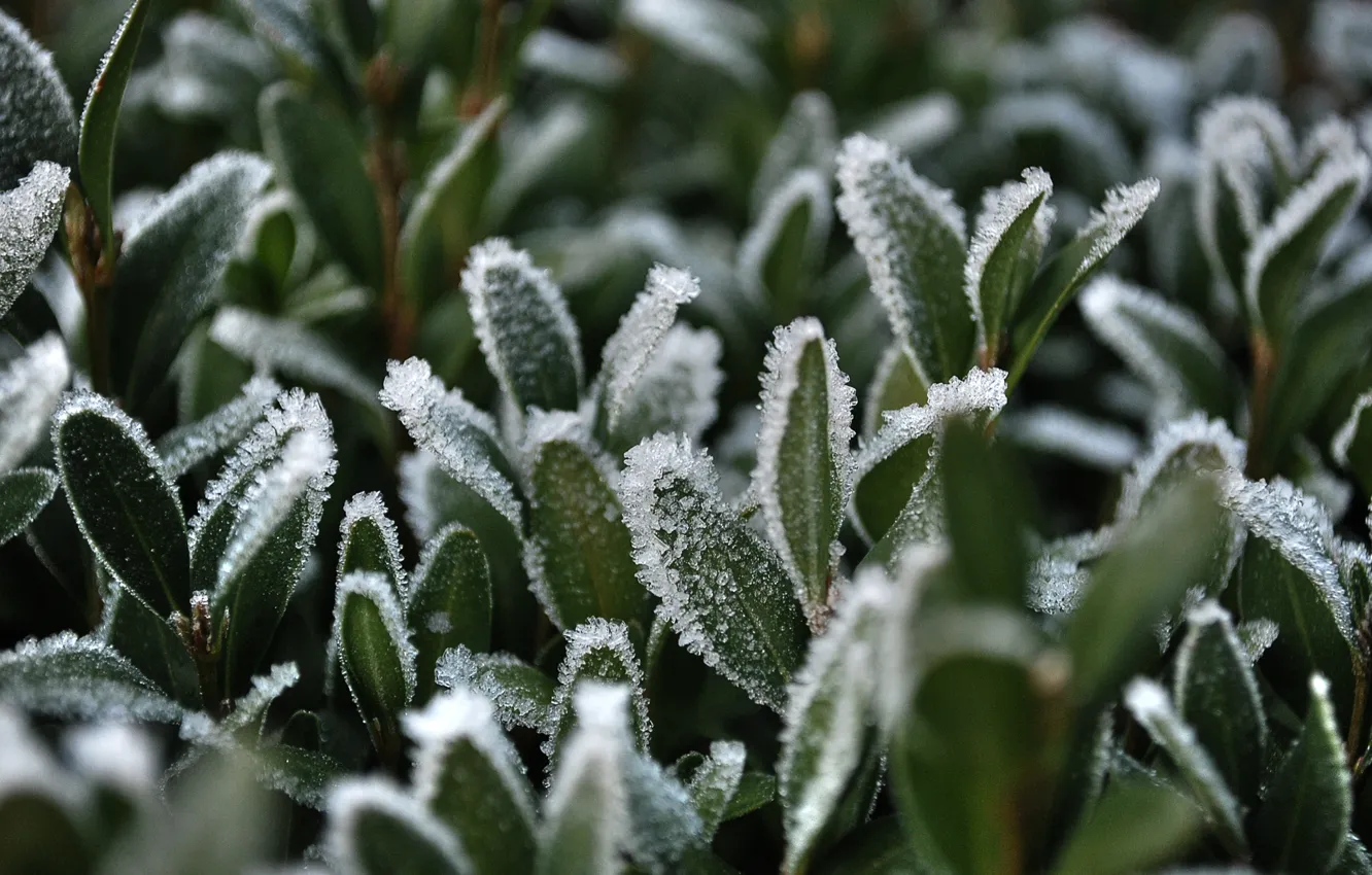 Photo wallpaper frost, grass, snow