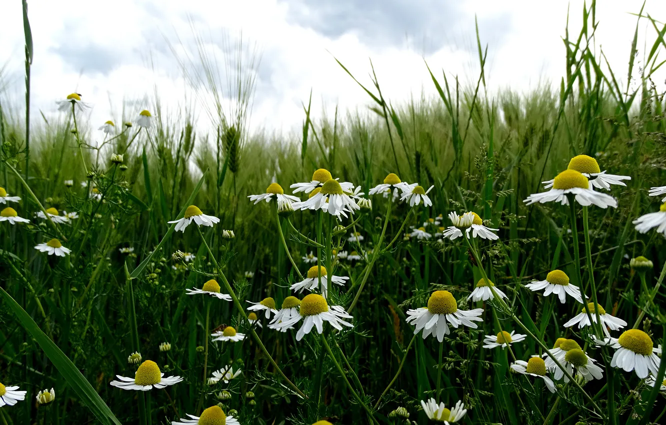 Photo wallpaper greens, summer, the sky, clouds, flowers, stems, rye, chamomile