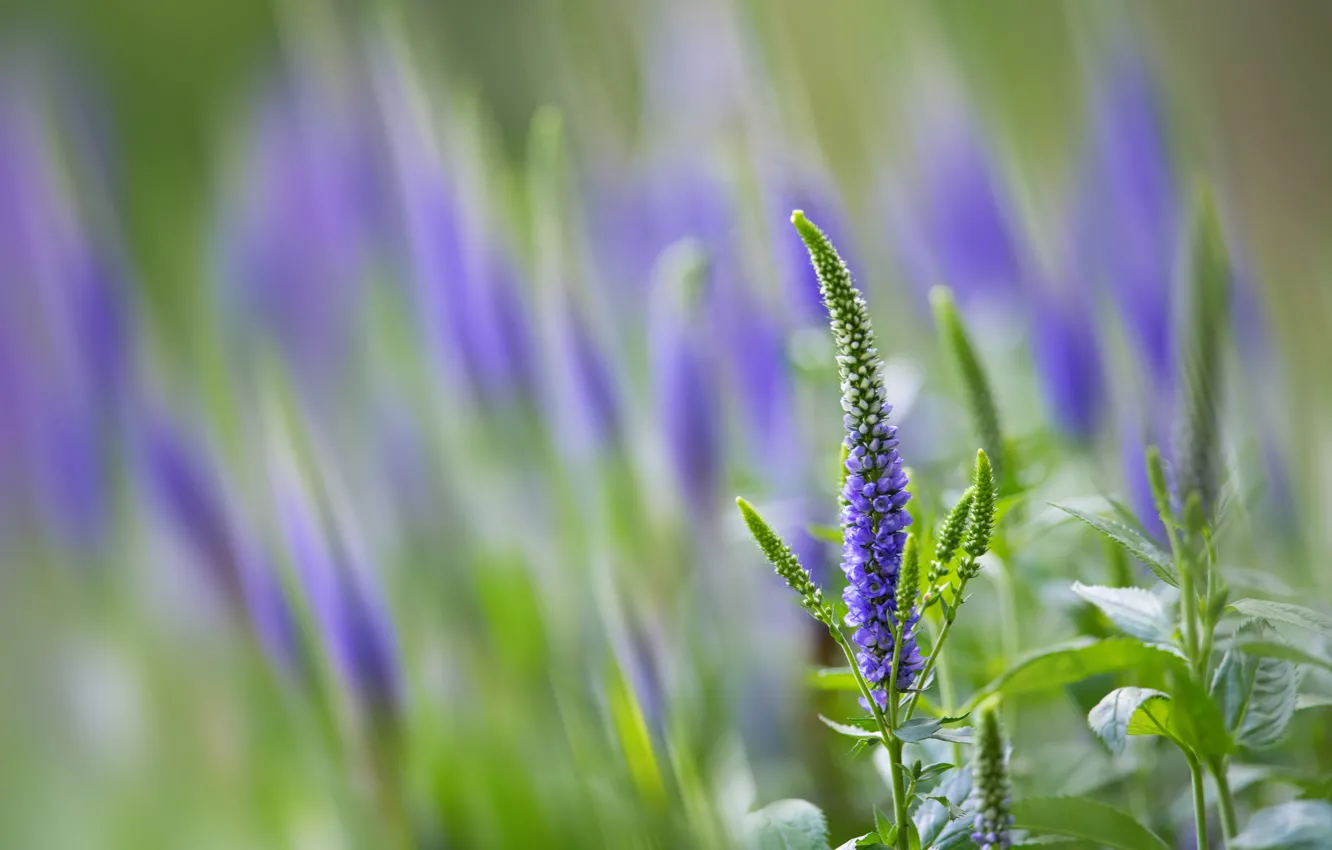 Photo wallpaper flowers, Veronica, lilac, bokeh