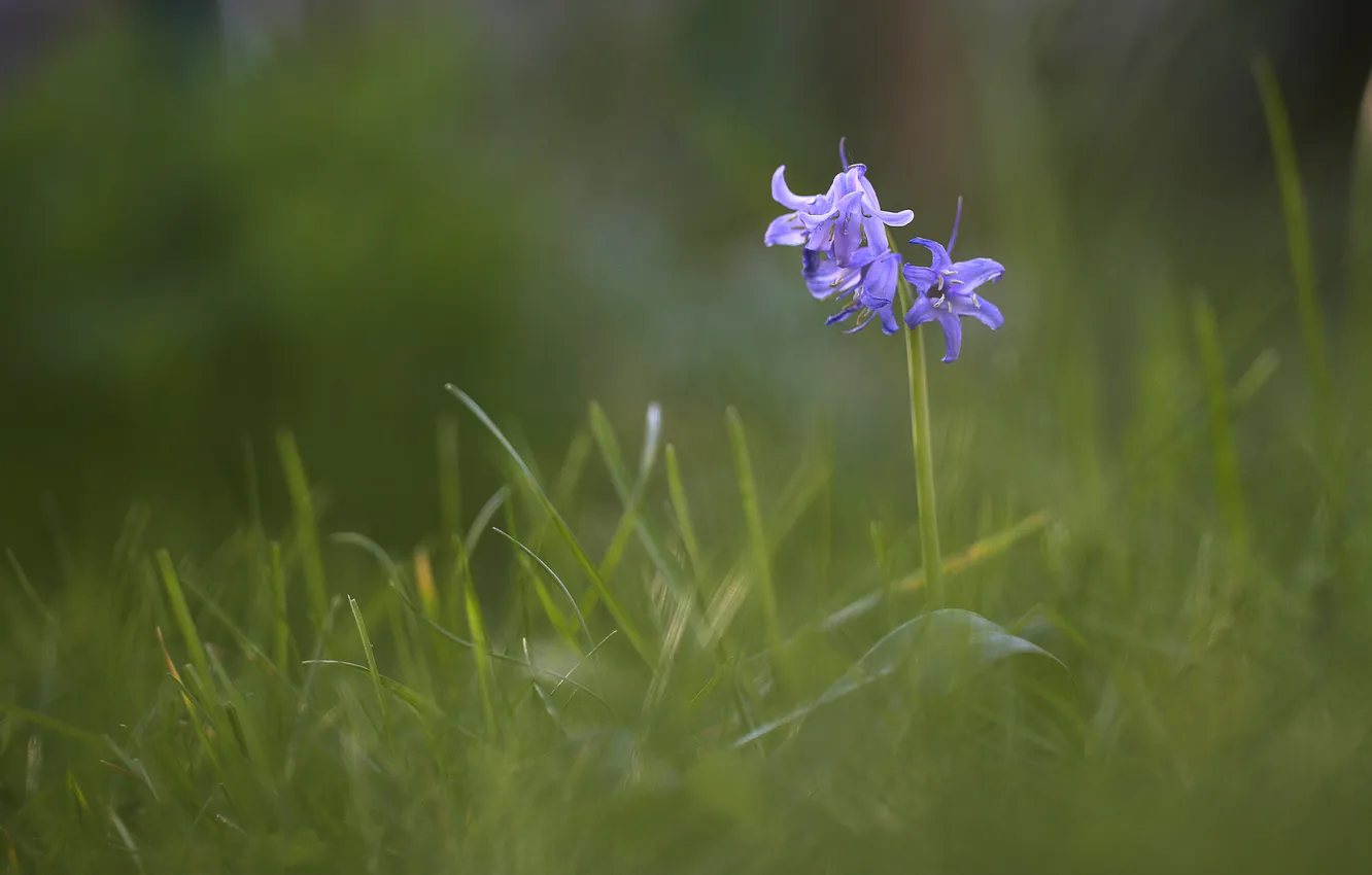 Photo wallpaper grass, flowers, blue, blur