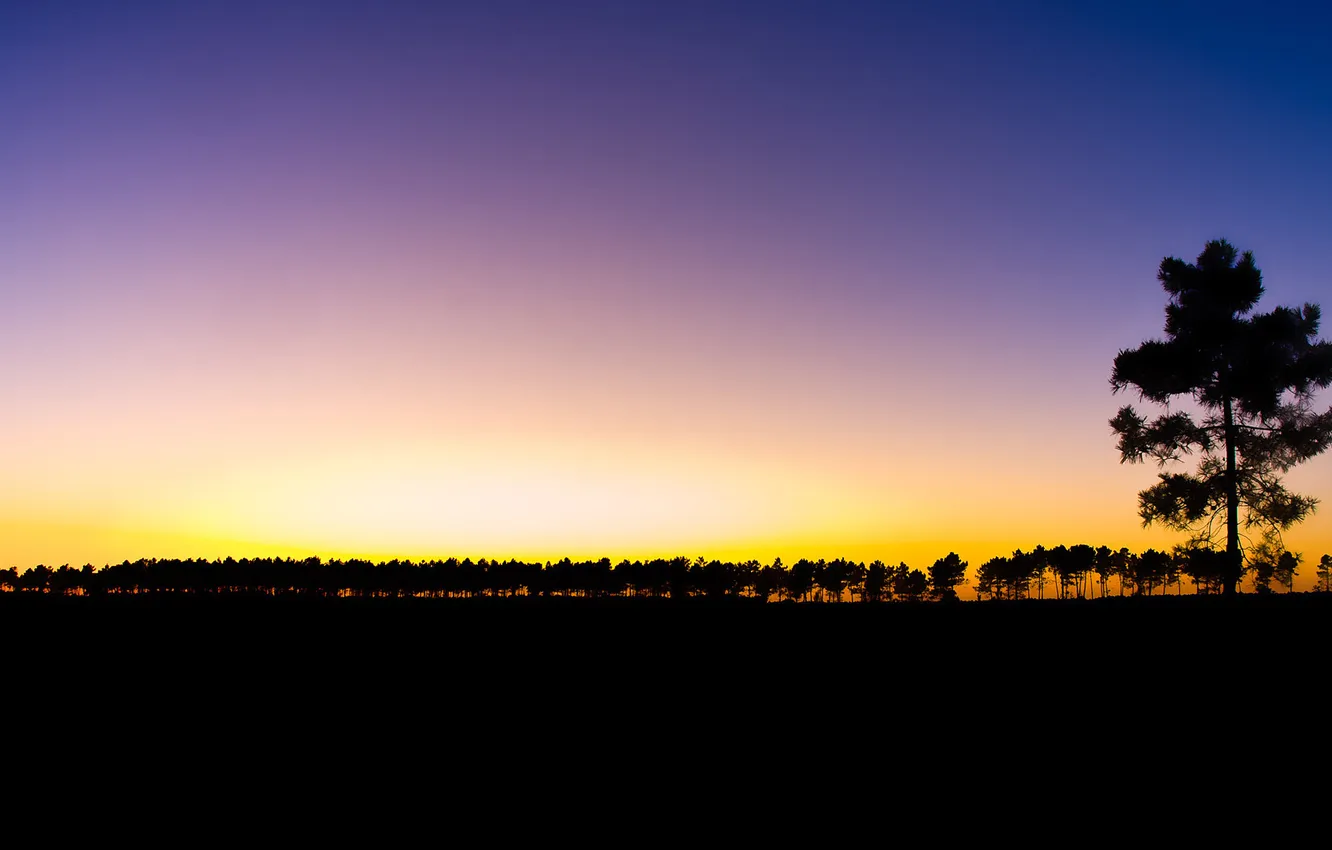 Photo wallpaper forest, sunset, darkness