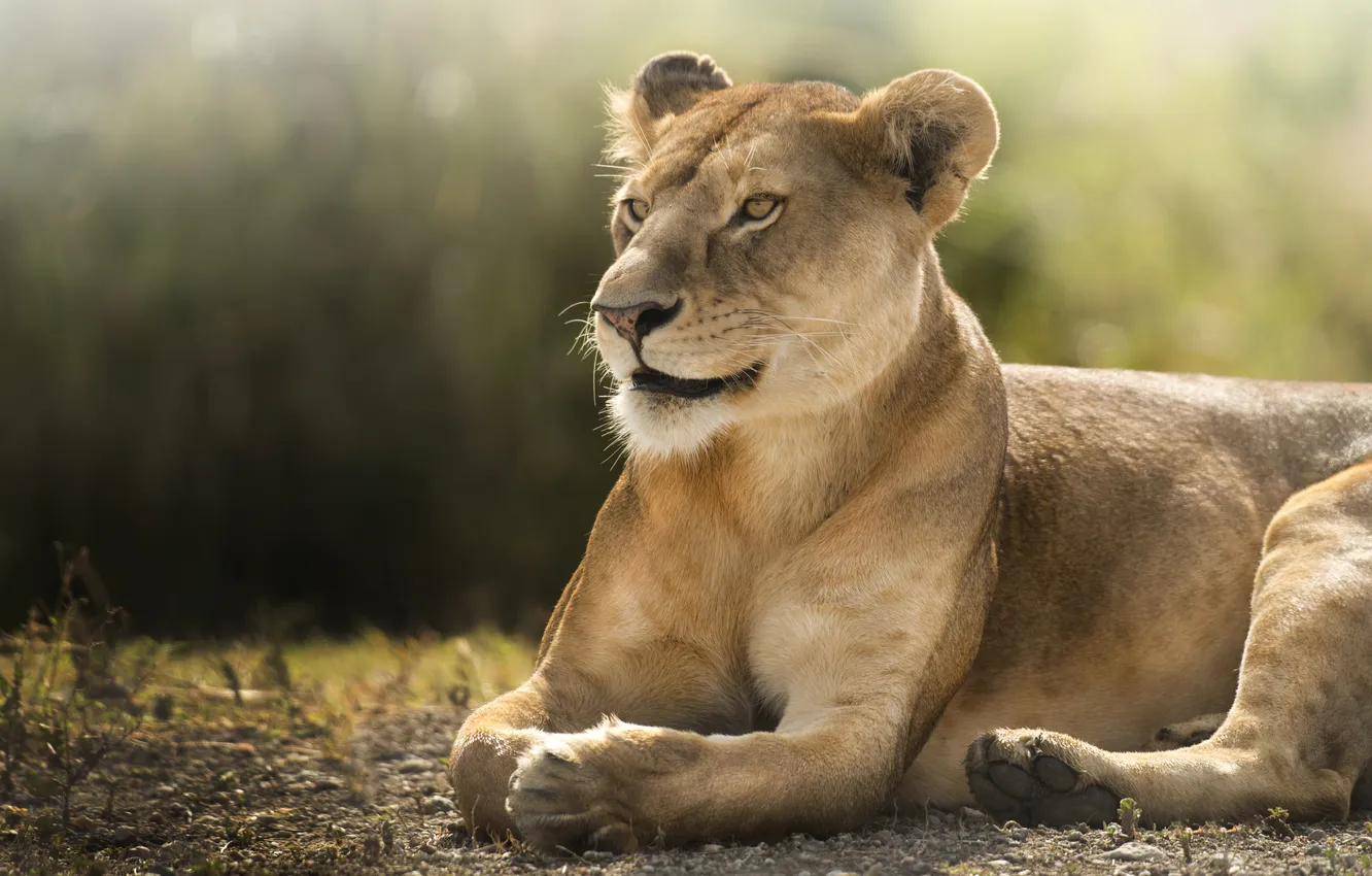 Photo wallpaper cat, stay, lioness