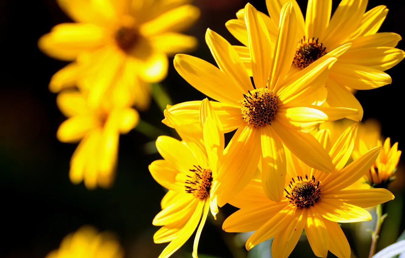 Photo wallpaper macro, yellow, flowers