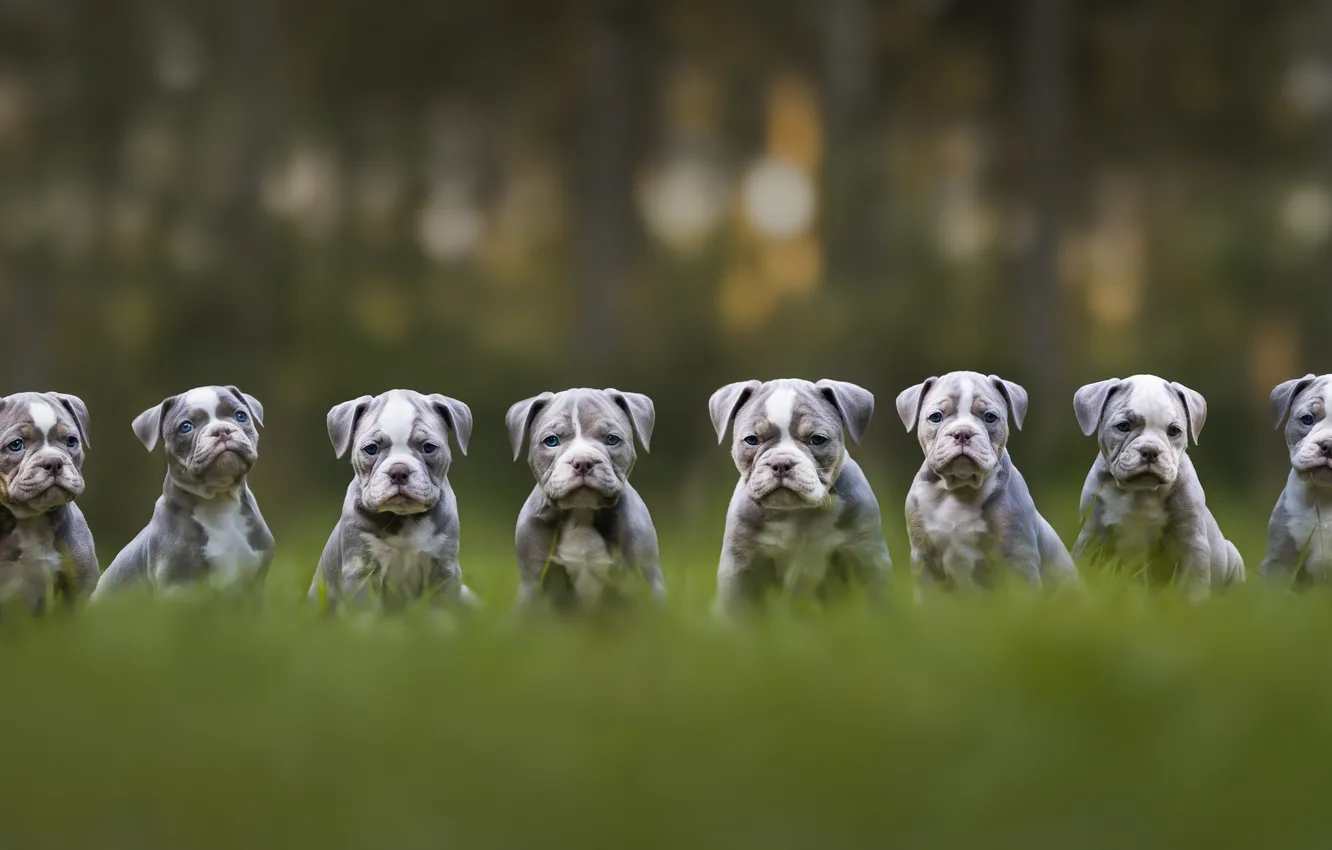 Photo wallpaper dog, blur, puppy, French bulldog