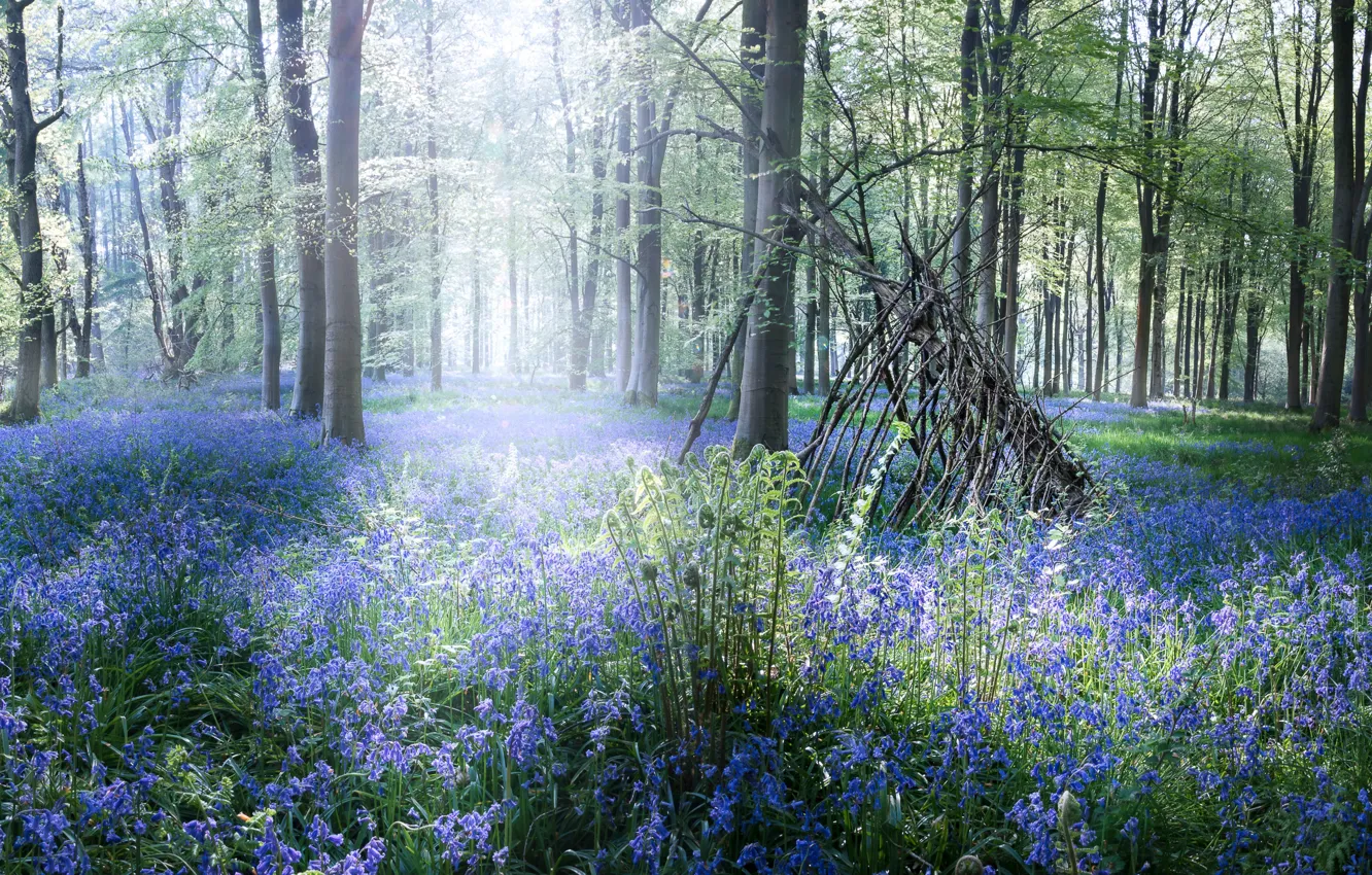 Photo wallpaper forest, light, trees, flowers, freshness, branches, nature, fog