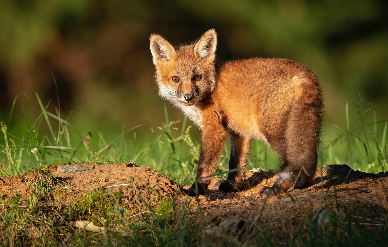 Photo wallpaper summer, grass, look, light, pose, baby, Fox, Fox