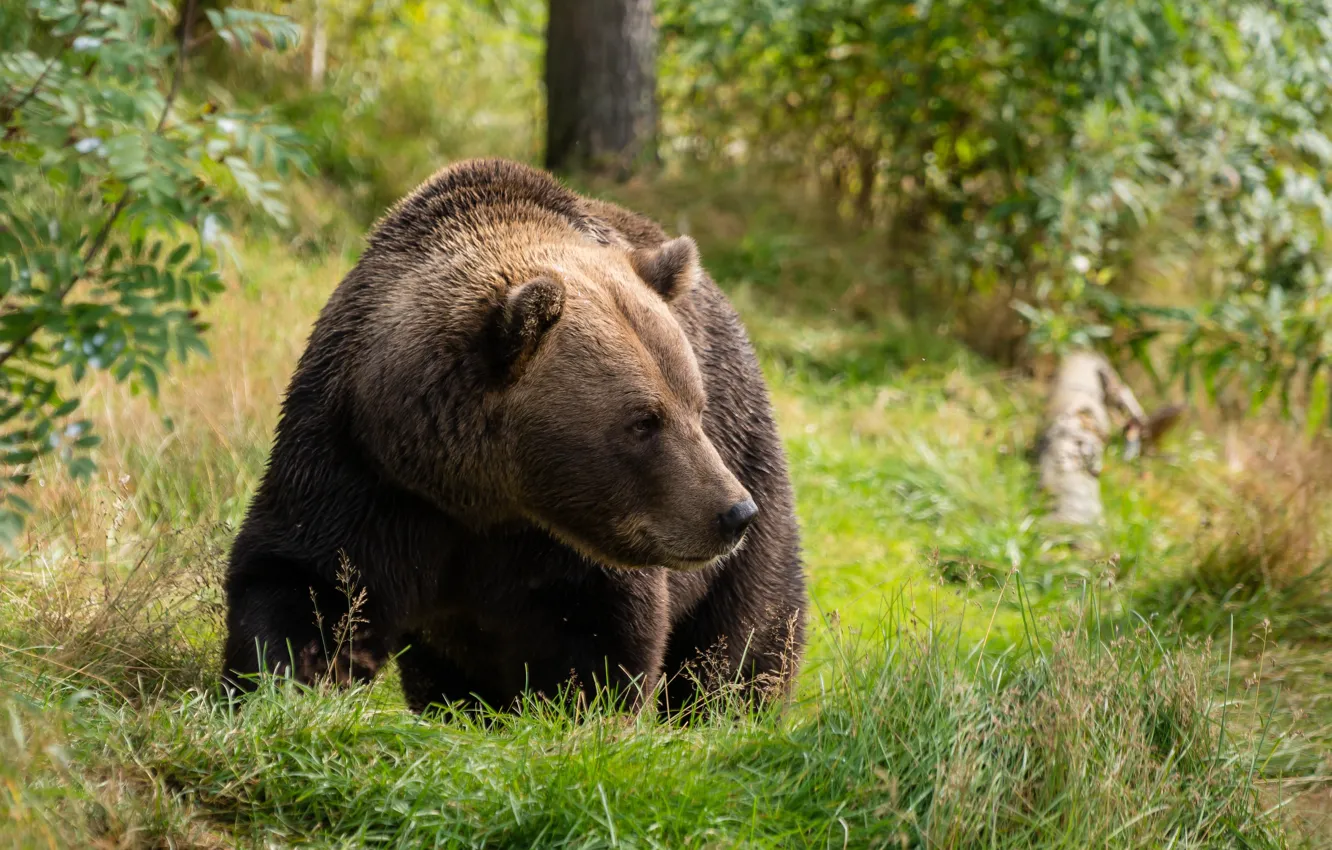 Photo wallpaper forest, grass, nature, bear, walk, brown