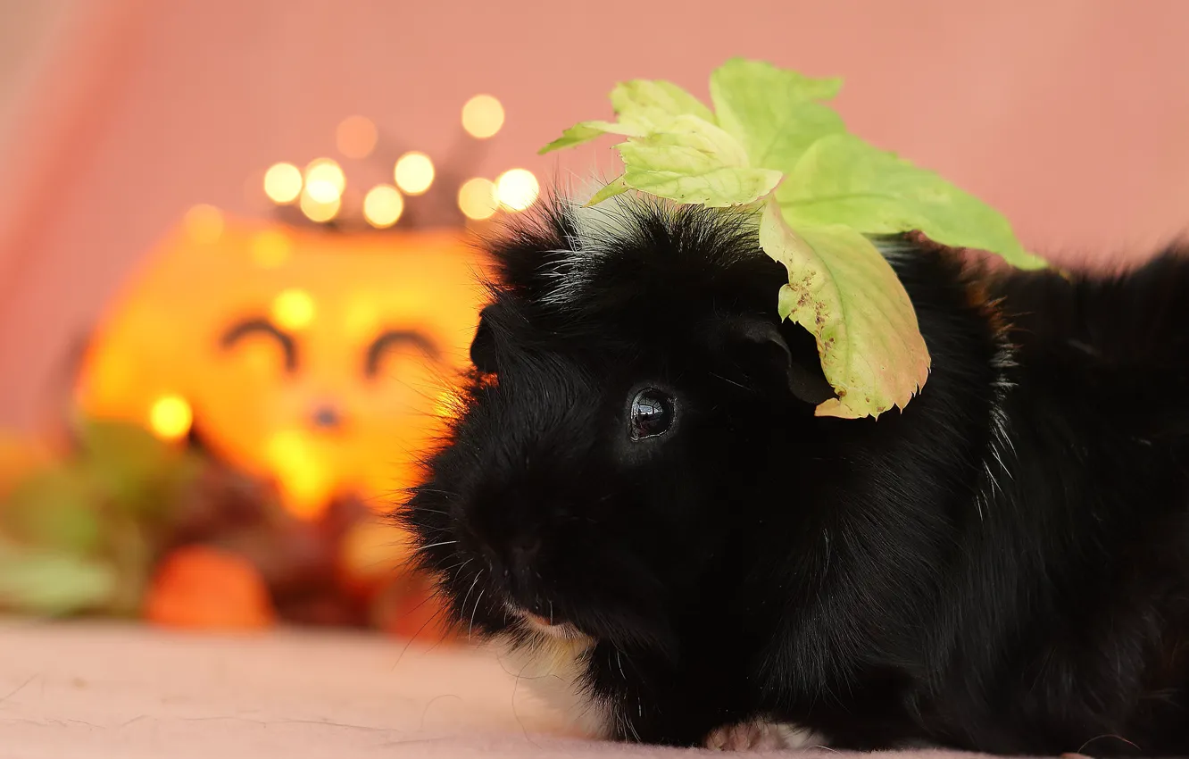 Photo wallpaper look, leaves, pumpkin, Halloween, Guinea pig, Halloween