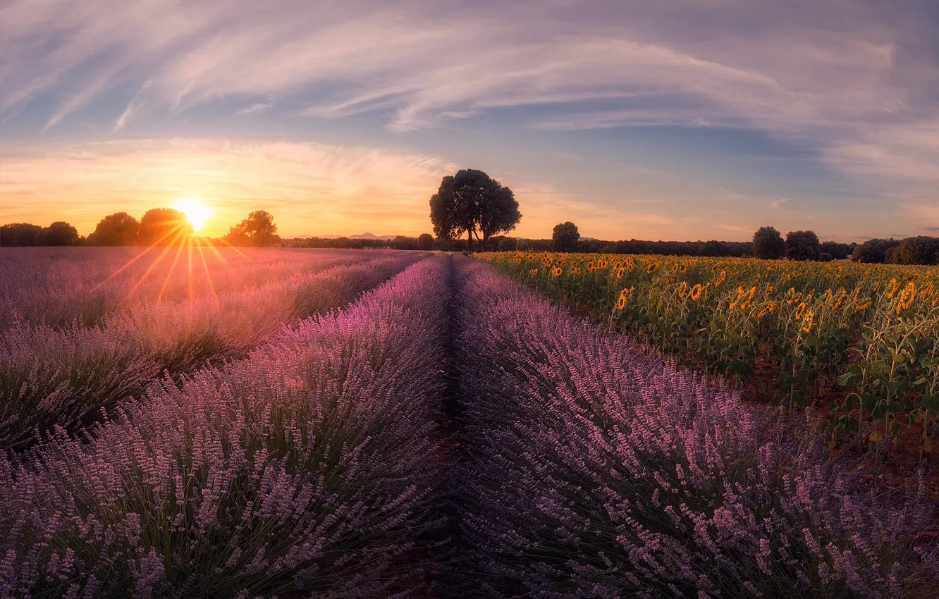 Photo wallpaper the sky, the sun, clouds, rays, trees, sunflowers, flowers, dawn