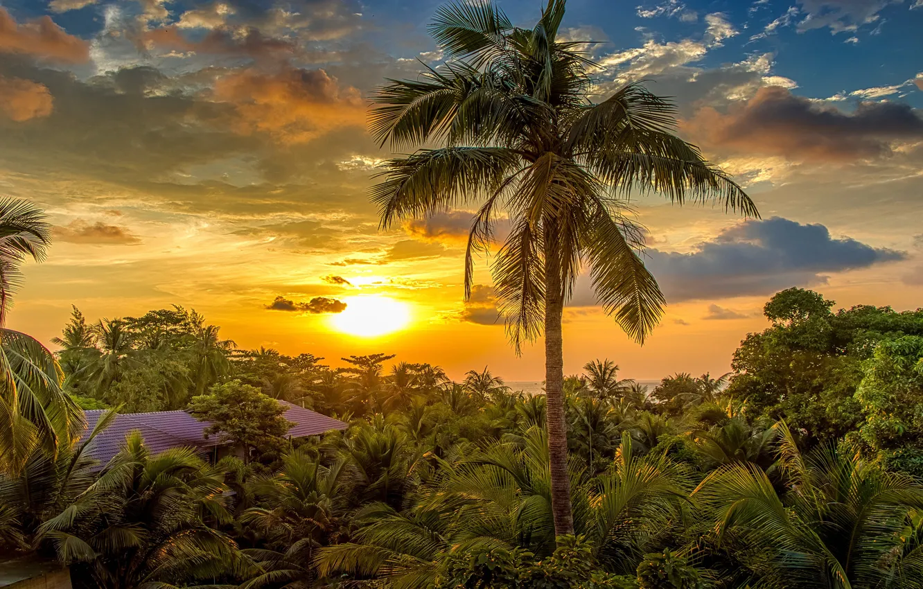Photo wallpaper the sun, palm trees, resort