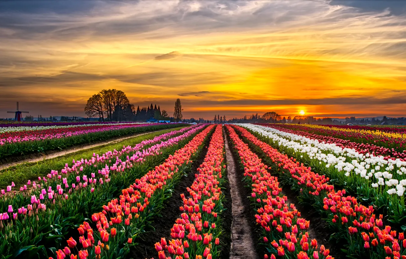 Photo wallpaper field, trees, landscape, sunset, horizon, mill, tulips, colorful