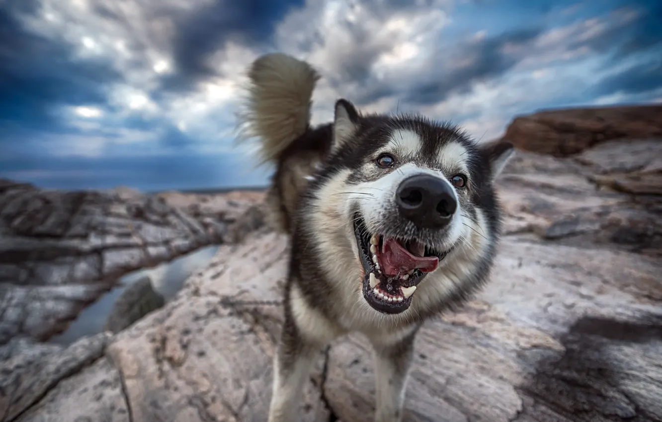 Photo wallpaper face, background, dog