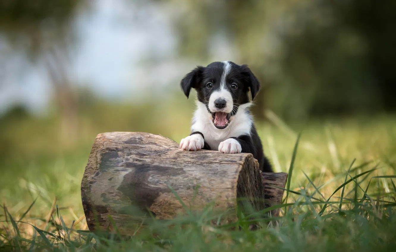 Photo wallpaper grass, pose, black and white, dog, puppy, log, the border collie