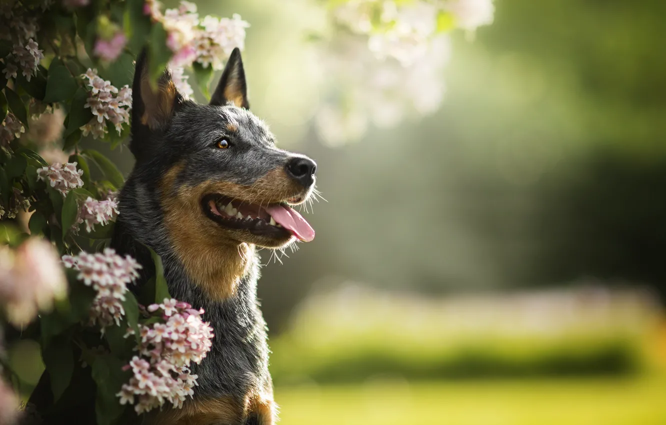 Photo wallpaper greens, dog, flowering, Lucy, bokeh, Australian cattle dog