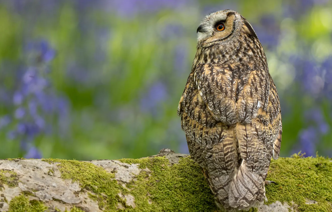 Photo wallpaper flowers, nature, pose, owl, bird, glade, moss, log