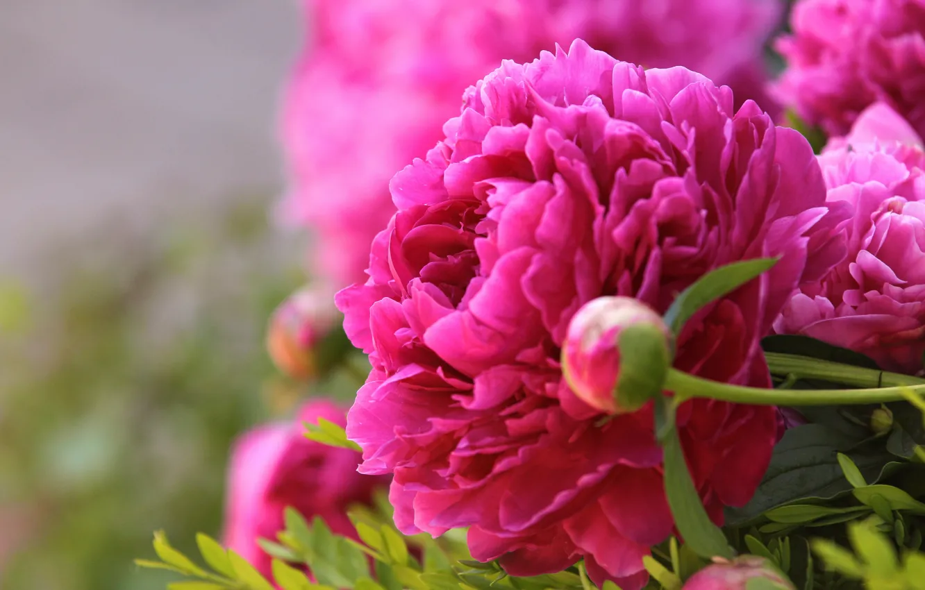 Photo wallpaper flowers, petals, peonies