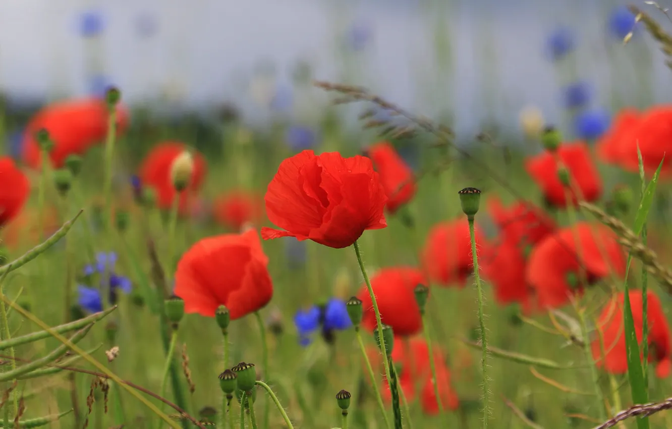 Photo wallpaper field, flowers, red, Maki, bokeh, cornflowers, poppy field
