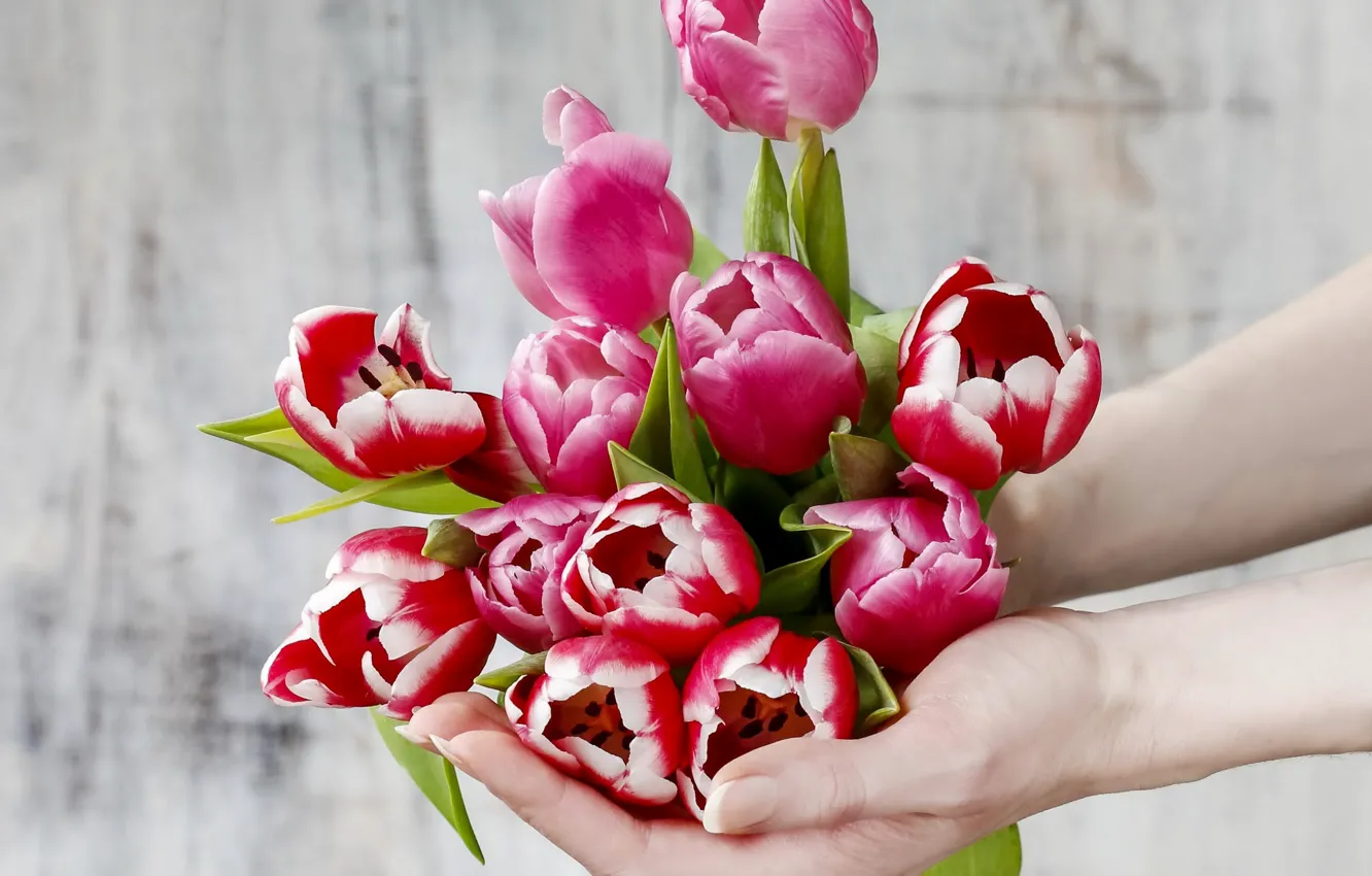 Photo wallpaper hands, tulips, flowers, tulips, spring