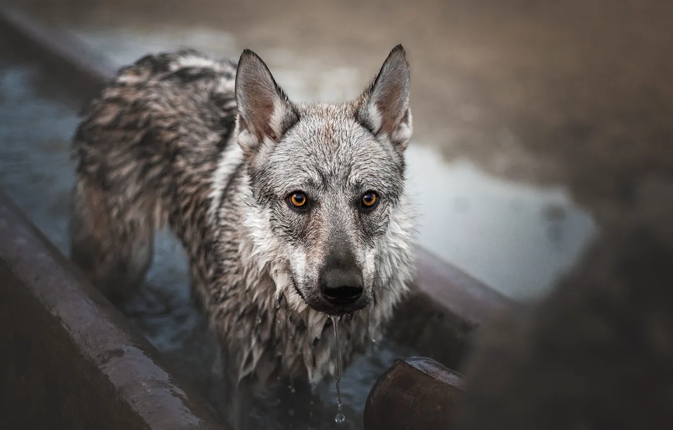 Photo wallpaper look, face, water, dog, wet, bathing, wolf dog, wolf dog is a sarloos passed away