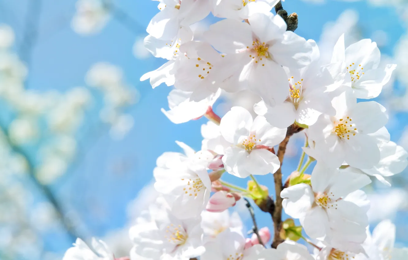 Photo wallpaper the sun, macro, flowers, heat, spring, petals, Apple, spring pictures