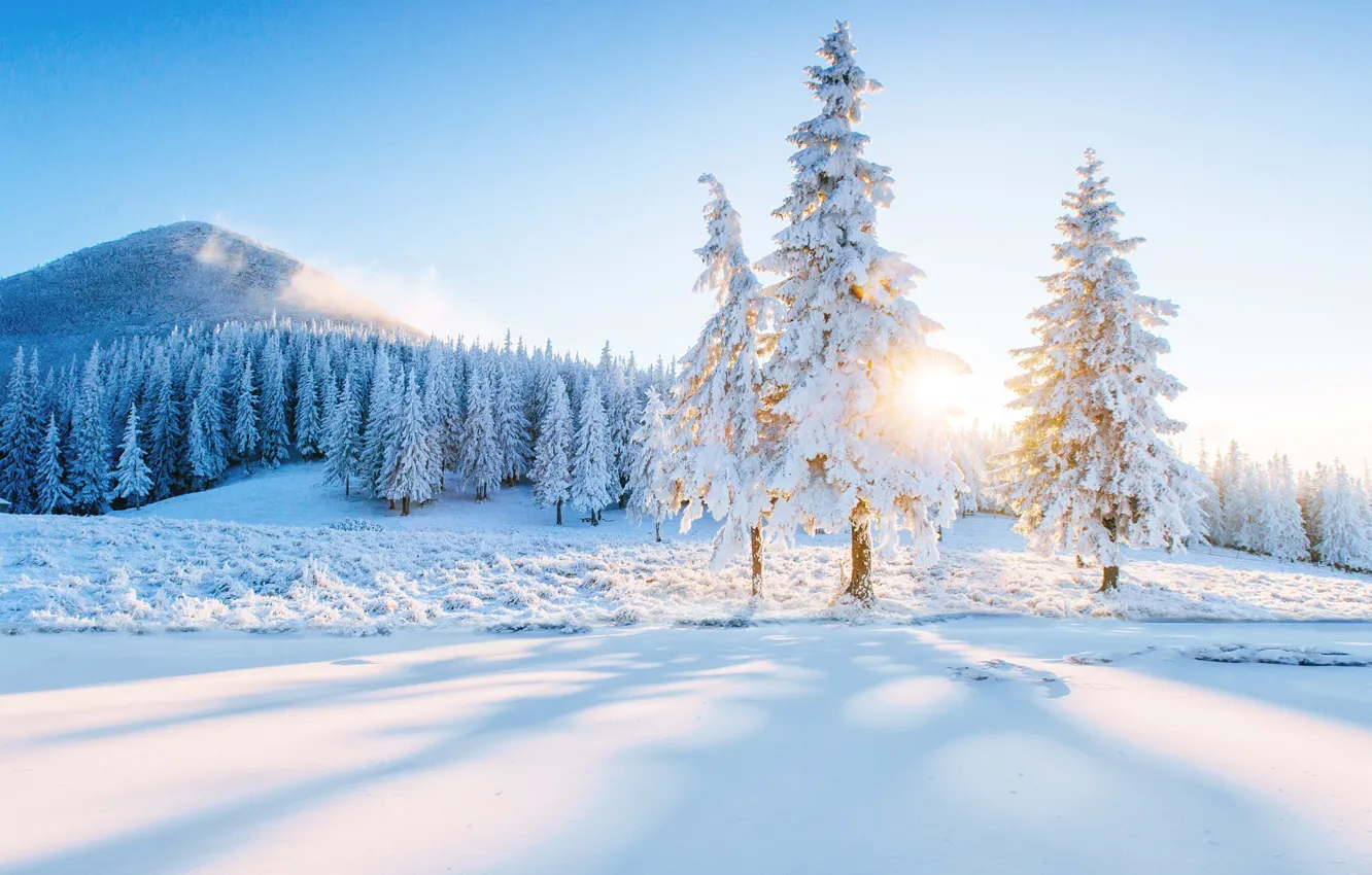 Photo wallpaper winter, frost, field, forest, the sun, rays, light, snow