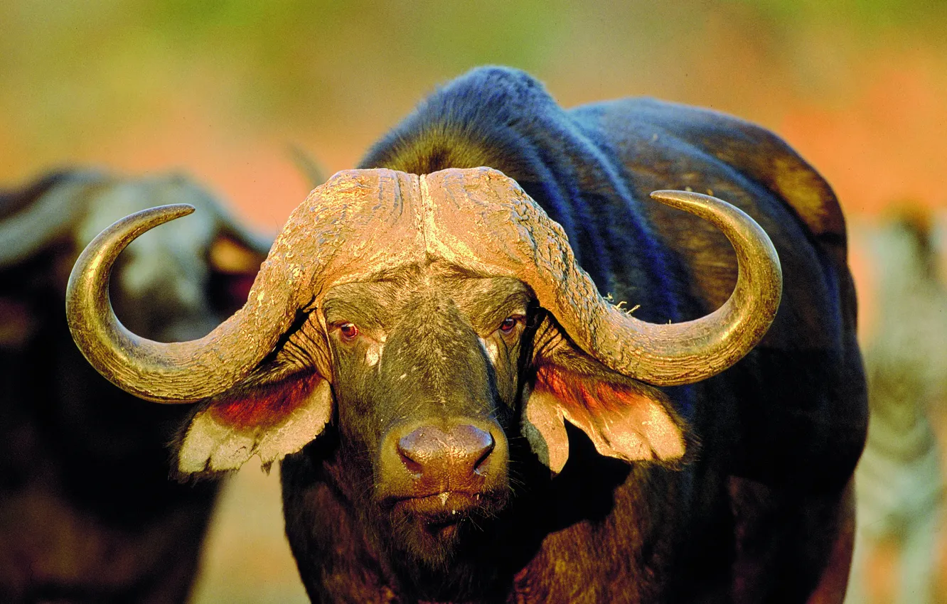 Photo wallpaper look, Savannah, African Buffalo, Golden sunlight