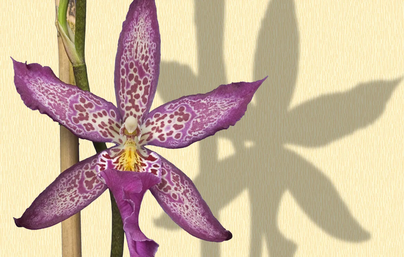 Photo wallpaper flowers, plant, shadow, petals