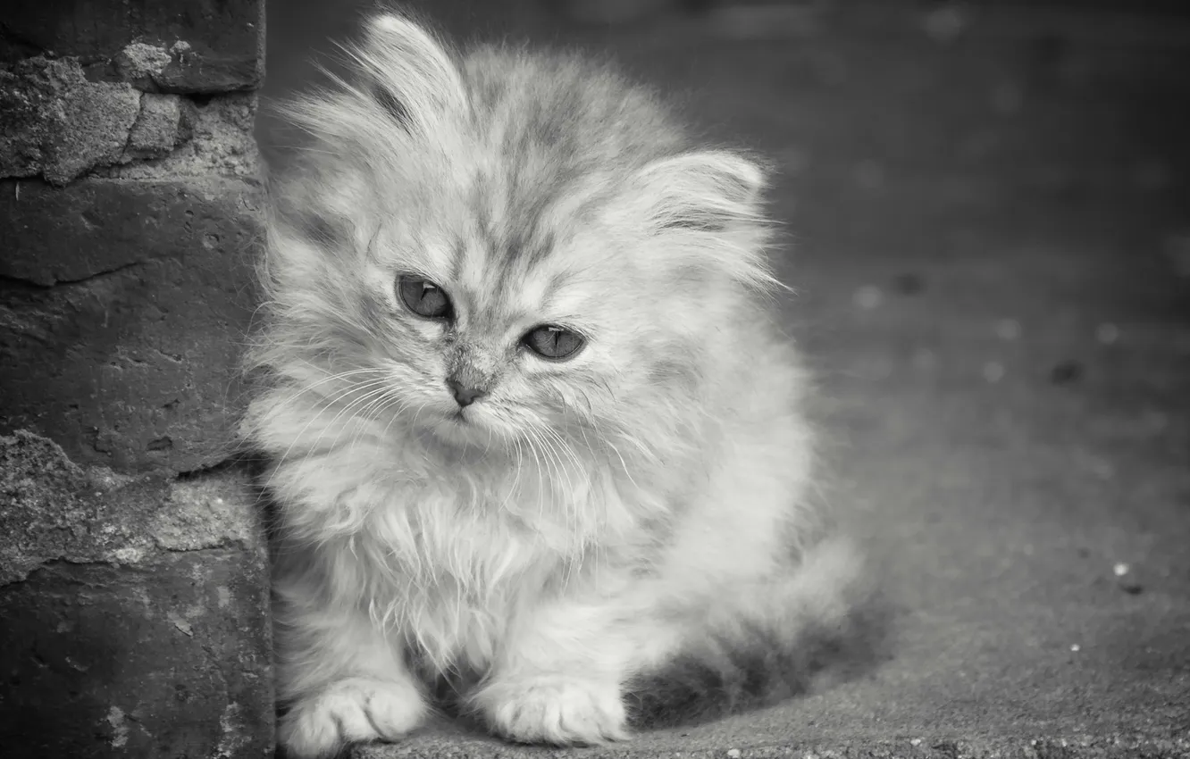 Photo wallpaper cat, look, background