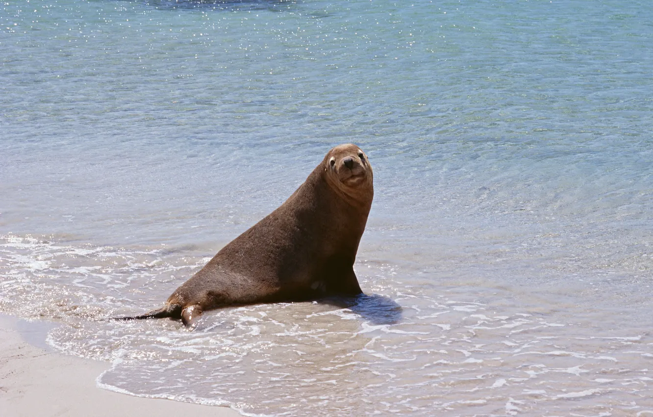 Photo wallpaper sand, sea, cat
