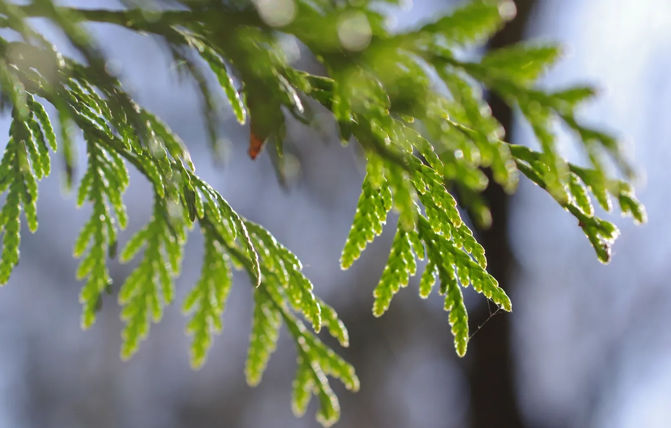 Photo wallpaper macro, branches, green, plant