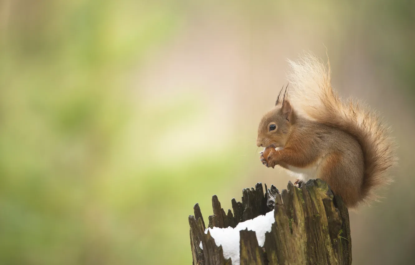 Photo wallpaper snow, nature, background, stump, protein, profile, nuts, bokeh