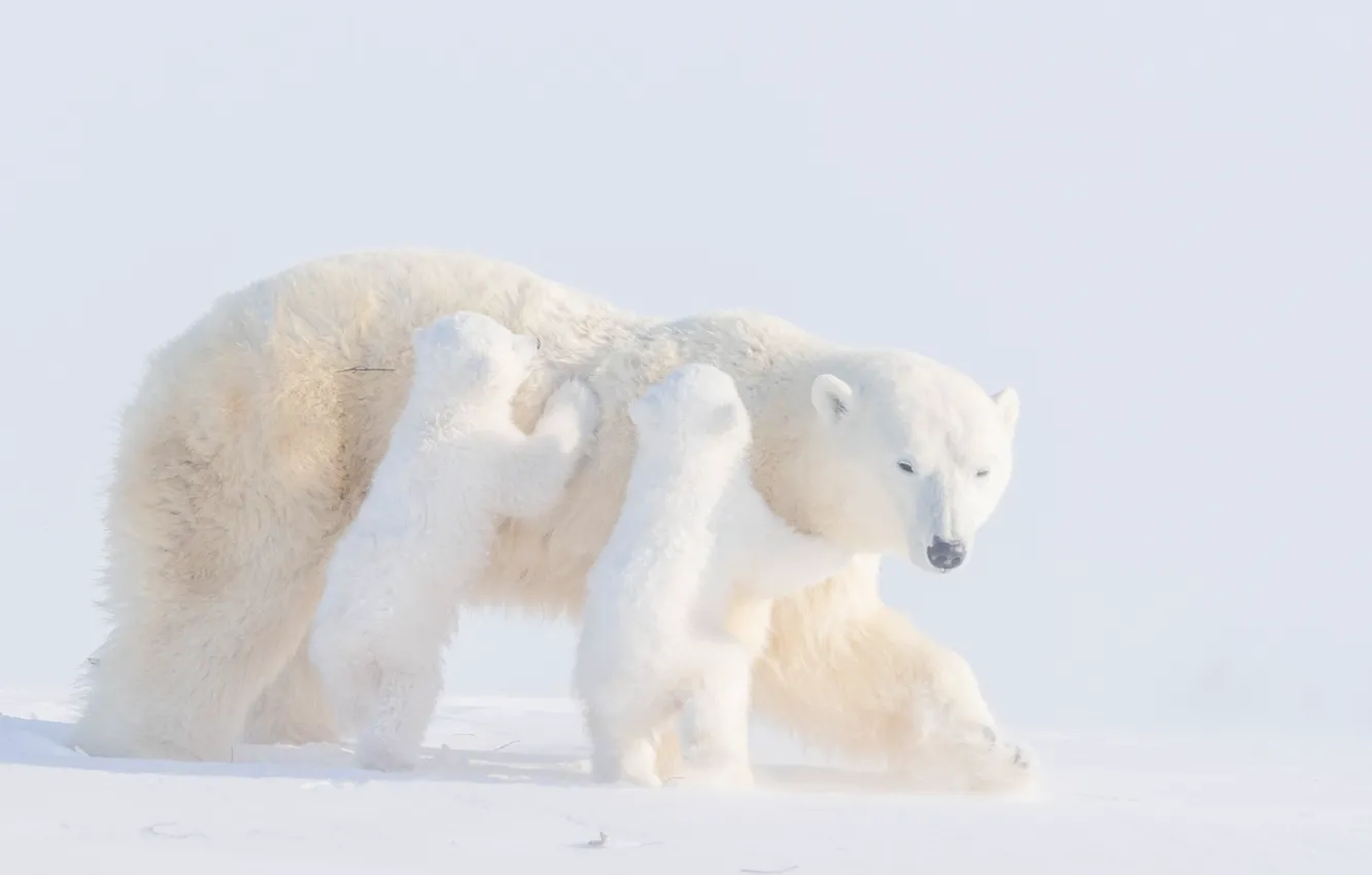 Photo wallpaper winter, snow, bear, cub, polar bears, bear, polar bears, two of the bear