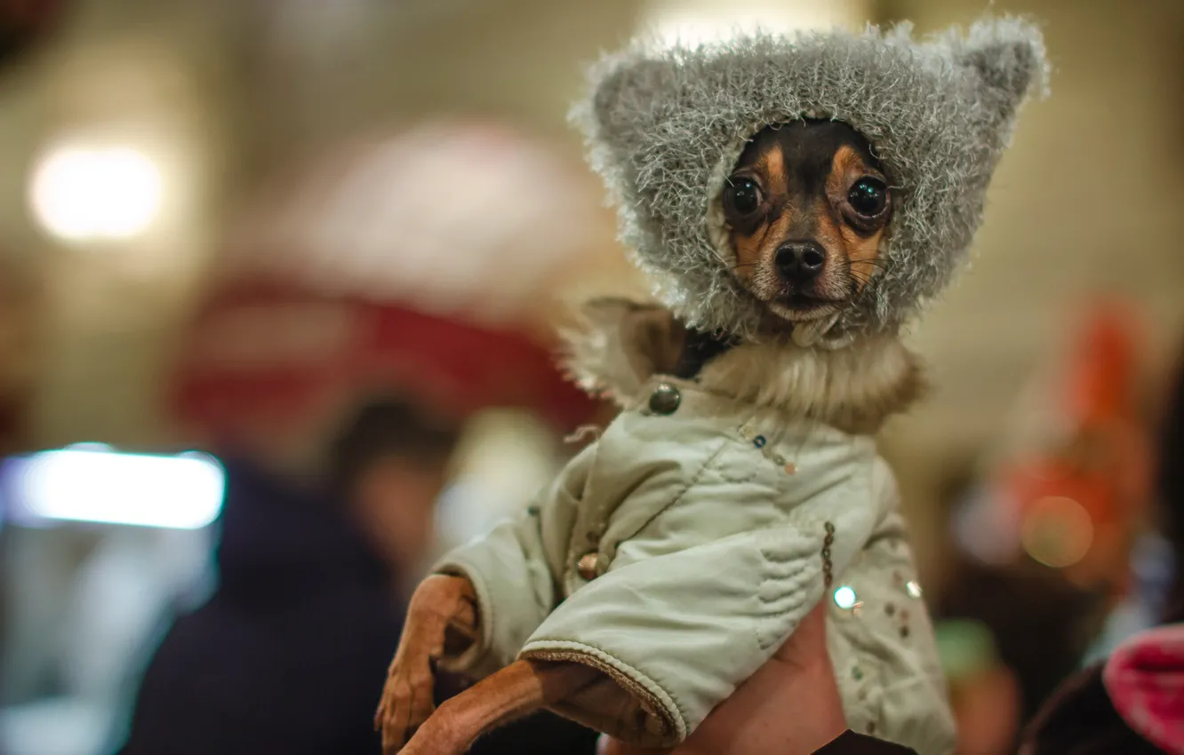 Photo wallpaper style, jacket, face, fashion, cap, Chihuahua, doggie, dog