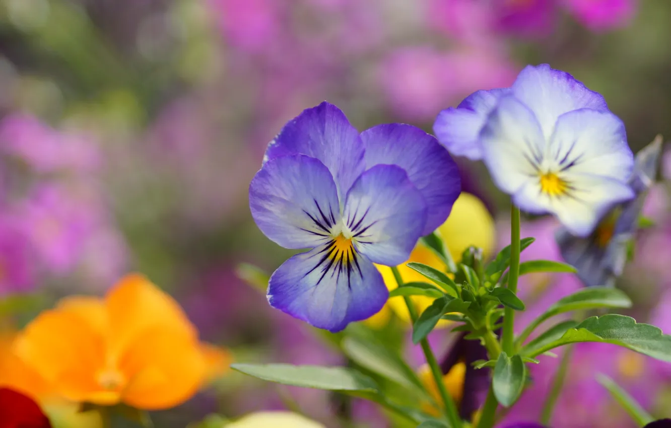 Photo wallpaper flowers, blue, Pansy, field, viola