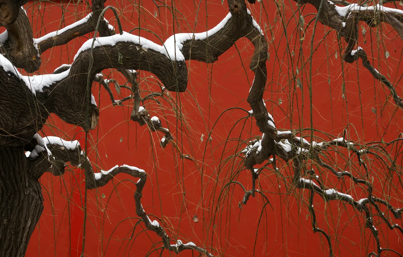 Photo wallpaper snow, trees, nature