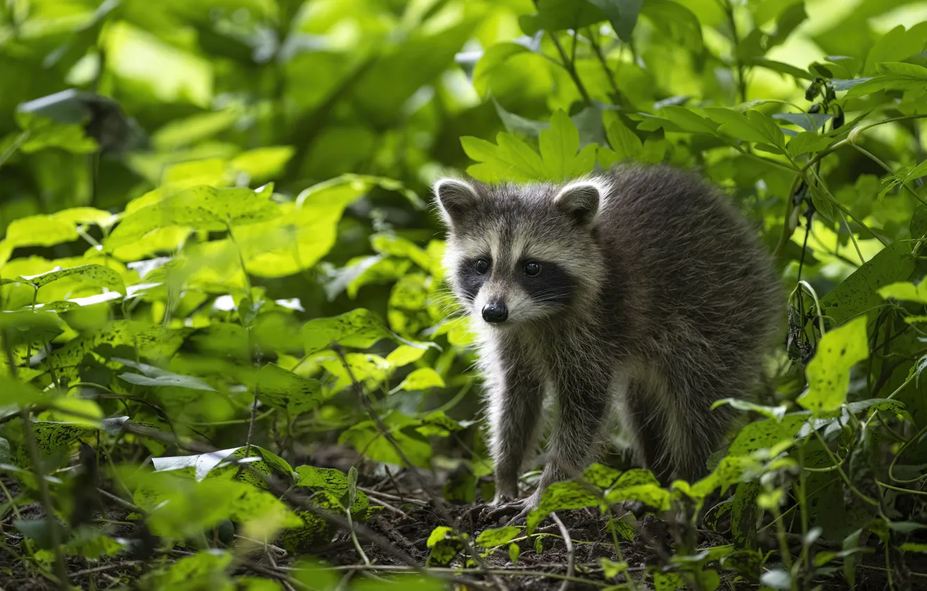 Photo wallpaper look, face, greens, the bushes, raccoon, leaves