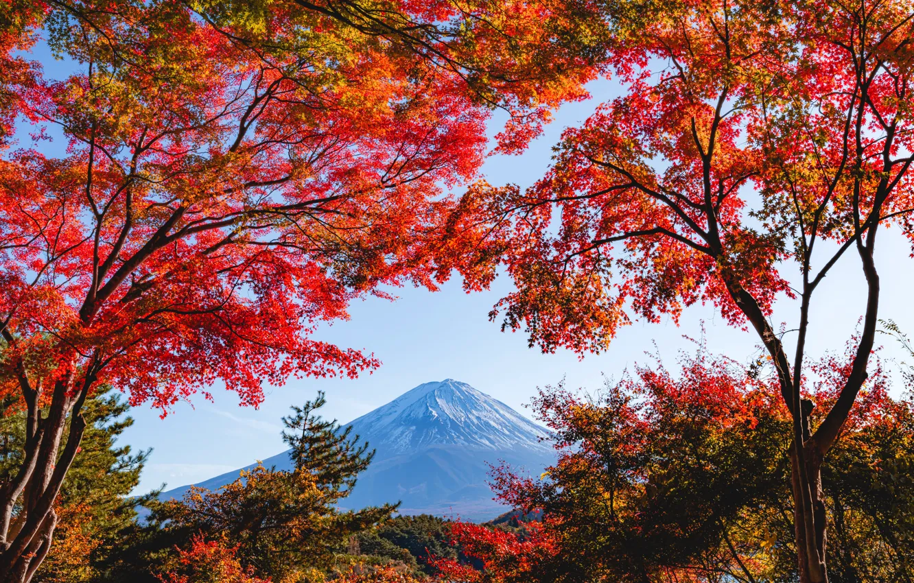 Photo wallpaper autumn, the sky, trees, mountains, branch, foliage, Asia, view