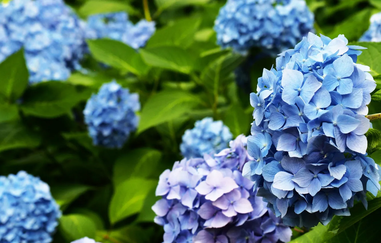 Photo wallpaper blue, flowering, flowers, the bushes, hydrangea
