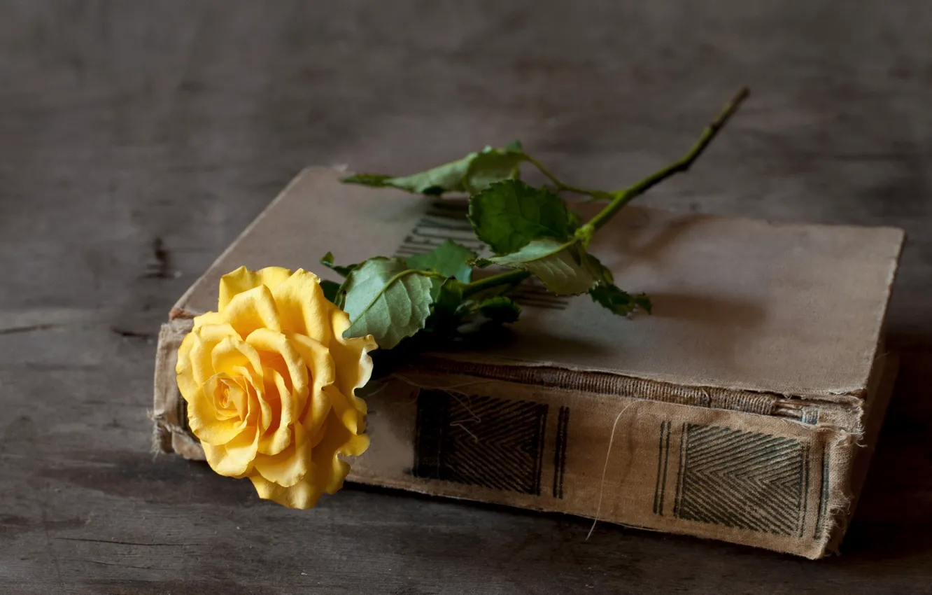 Photo wallpaper rose, book, yellow