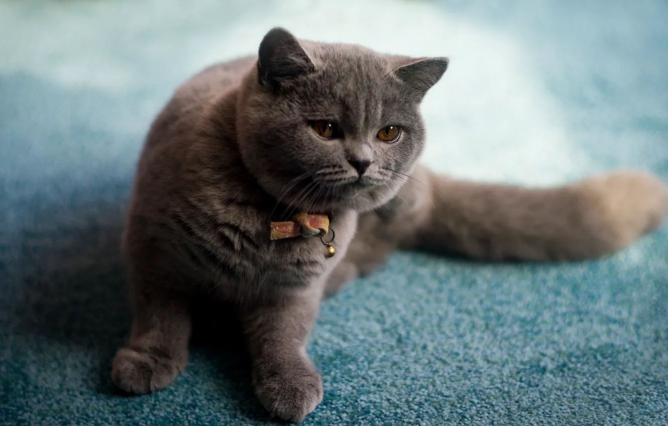 Photo wallpaper cat, cat, look, pose, face