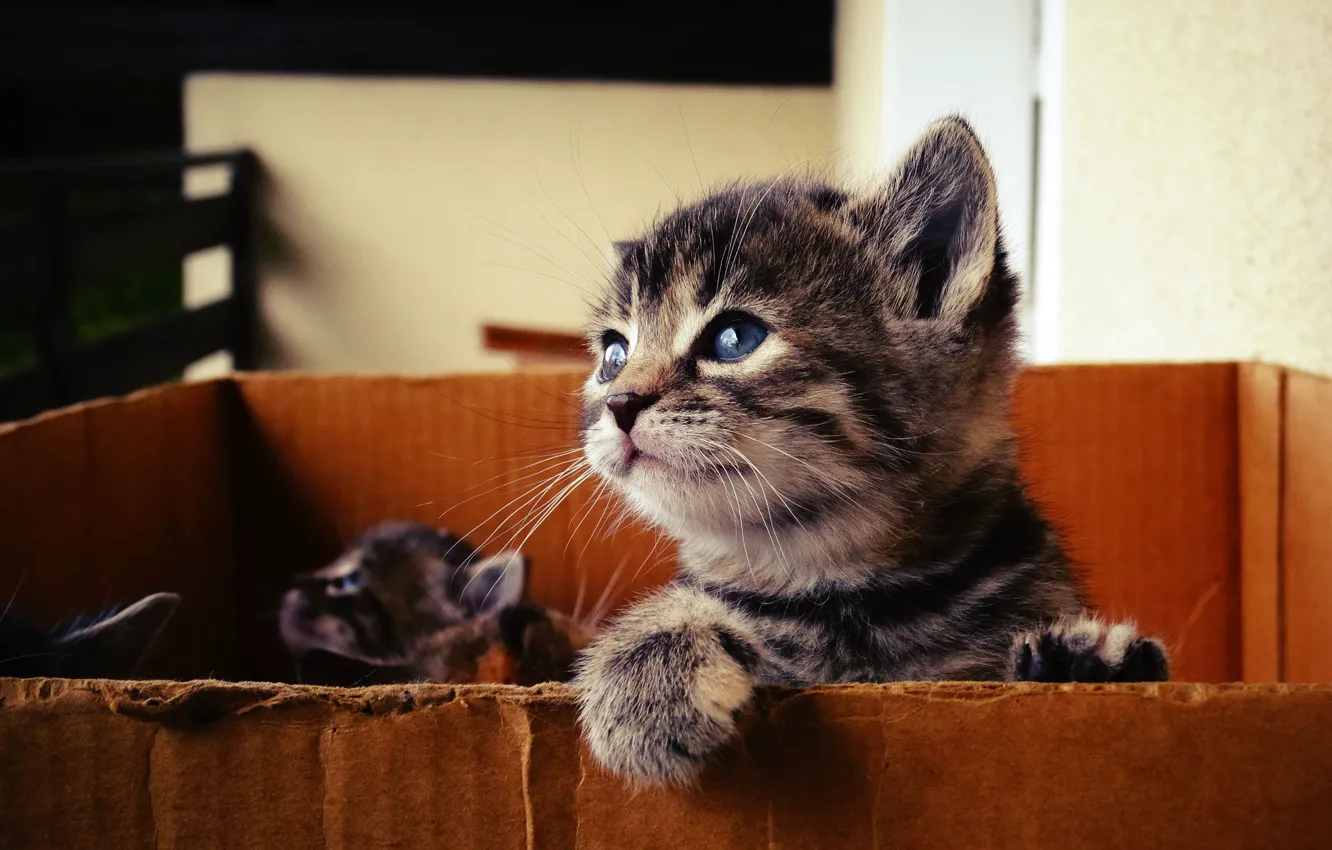 Photo wallpaper cat, look, grey, room, box, legs, muzzle, kitty
