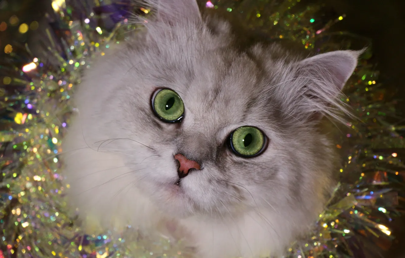 Photo wallpaper white, cat, fluffy