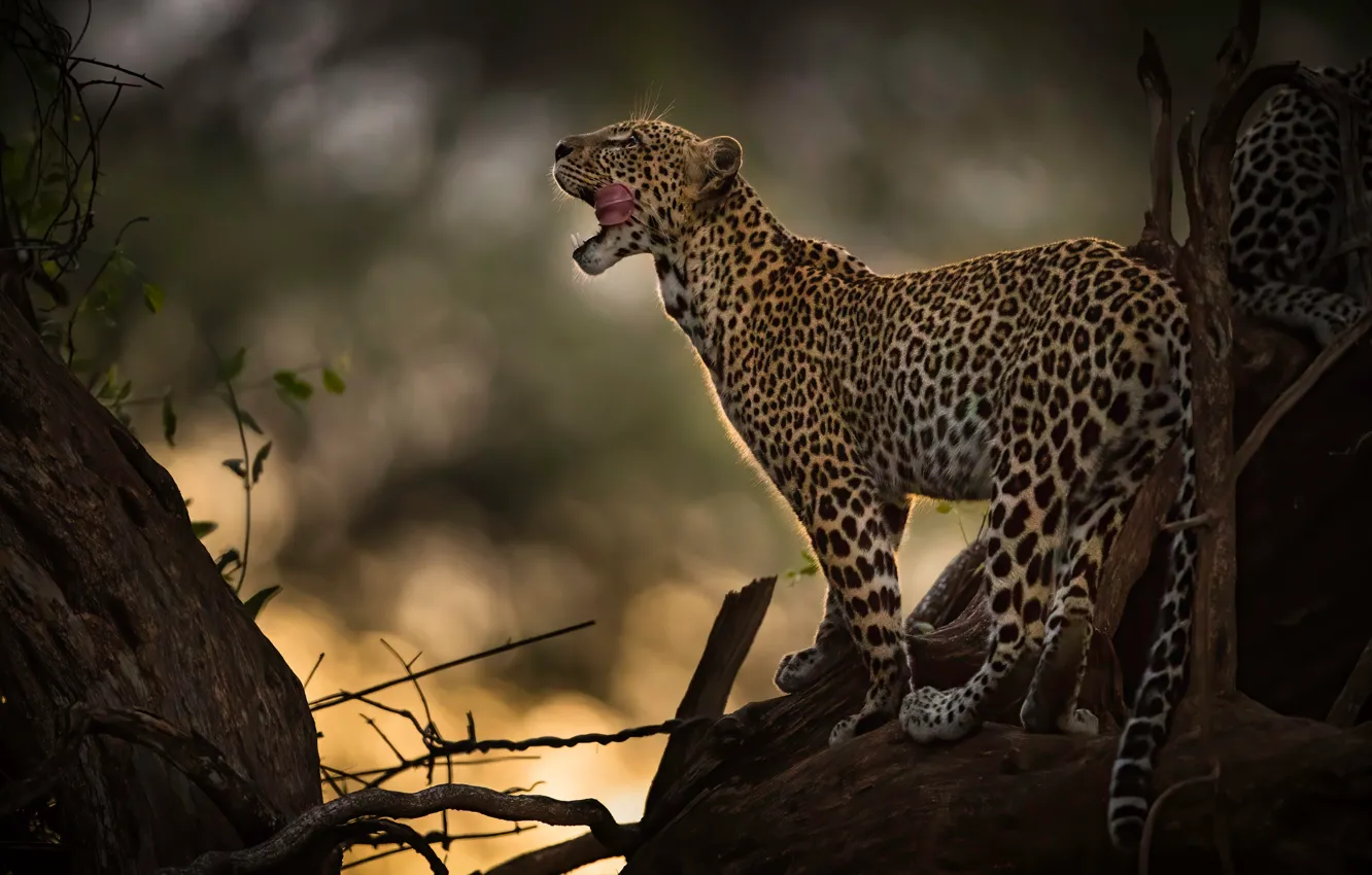 Photo wallpaper language, leopard, wild cat, bokeh