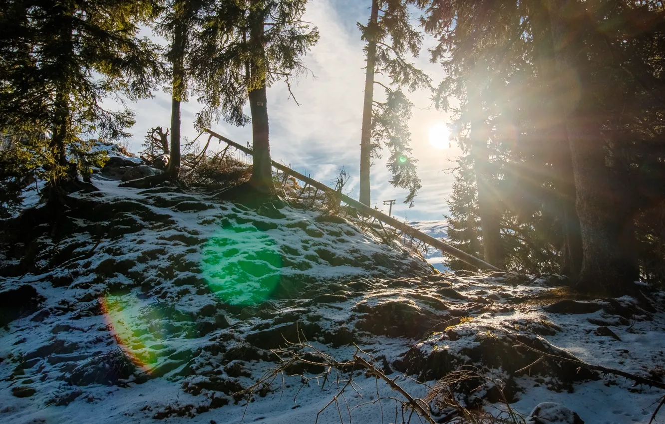 Photo wallpaper forest, the sun, glare