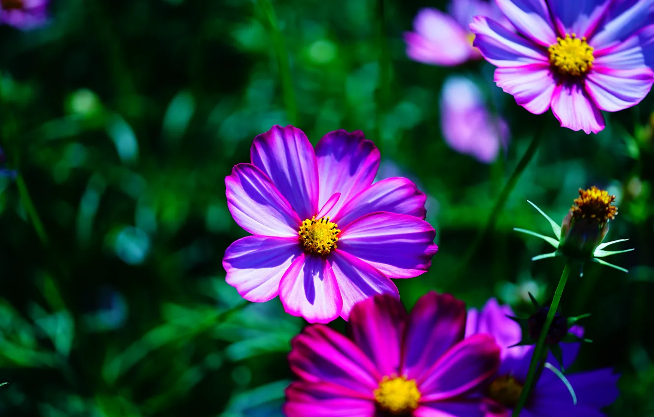 Photo wallpaper greens, summer, space, flowers, background, glade, bright, petals
