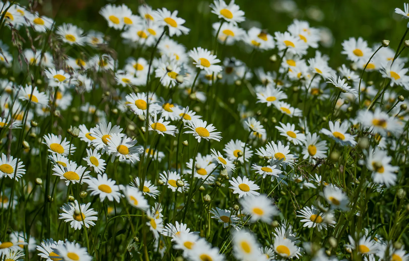 Photo wallpaper summer, nature, mood, chamomile, wildflowers