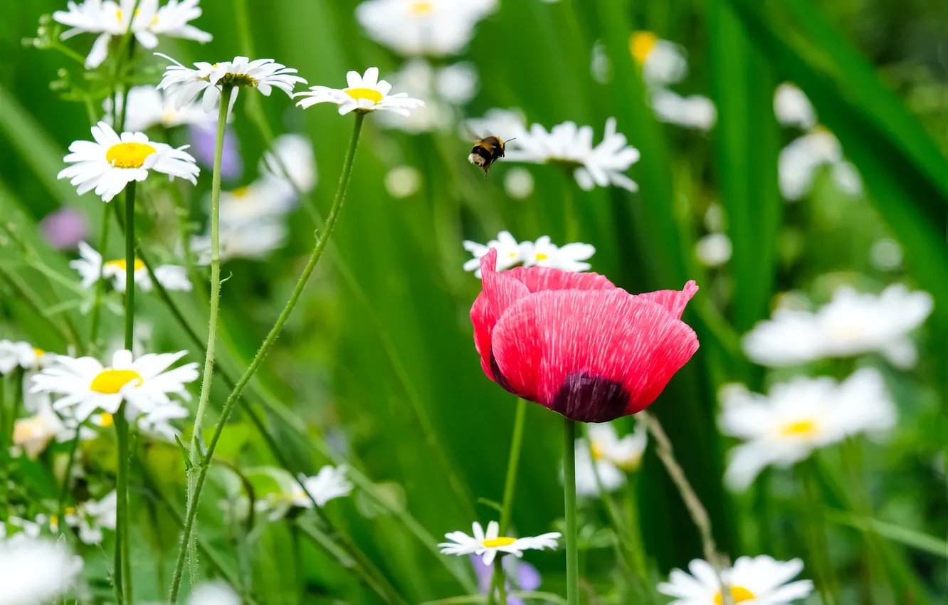 Photo wallpaper greens, summer, leaves, flowers, red, bee, Mac, Maki