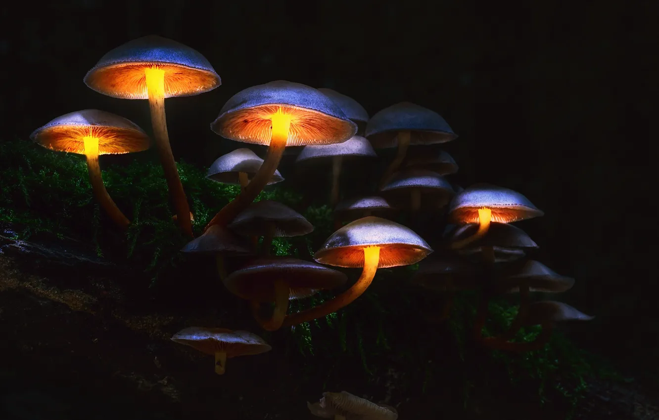 Photo wallpaper autumn, forest, macro, light, the darkness, mushrooms