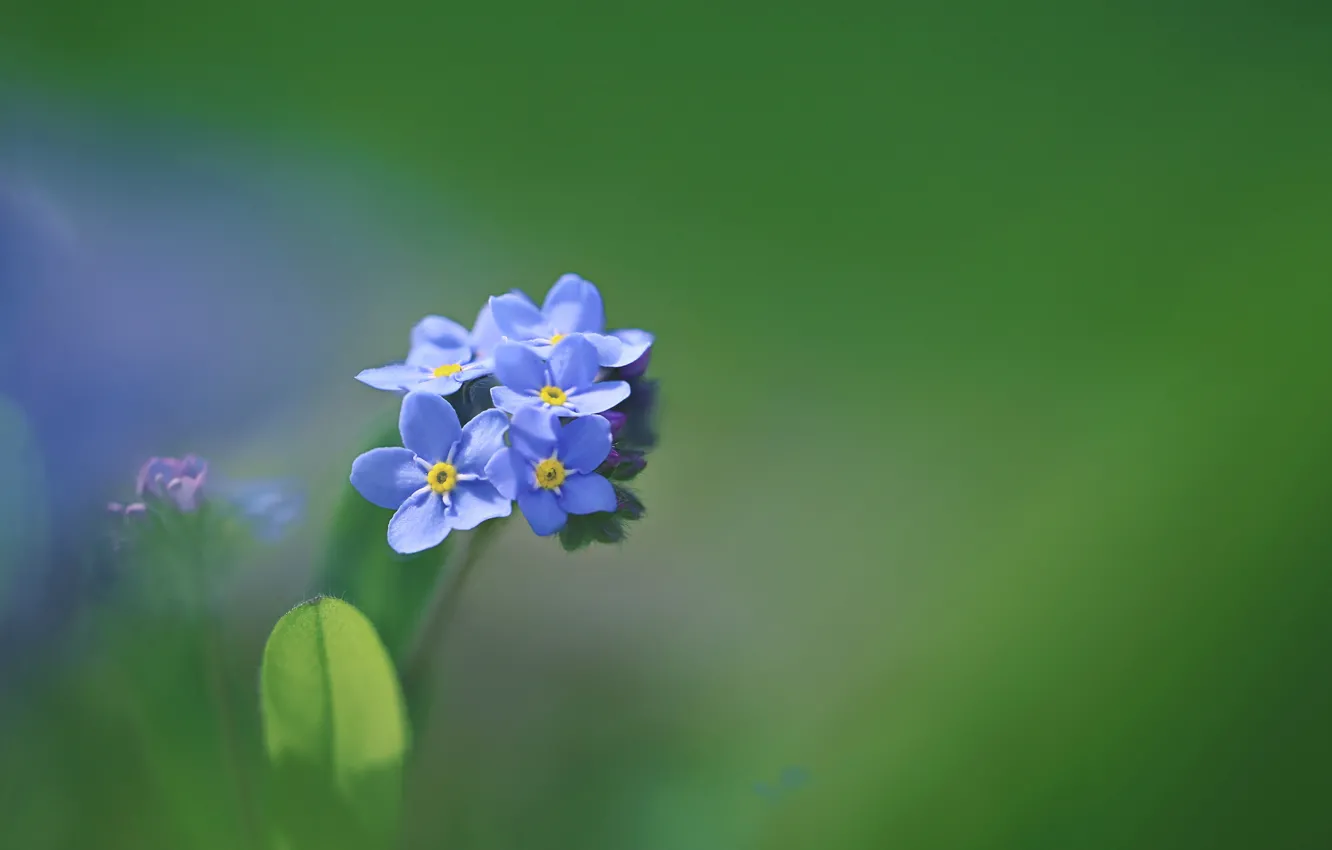 Photo wallpaper macro, petals, forget-me-nots, inflorescence