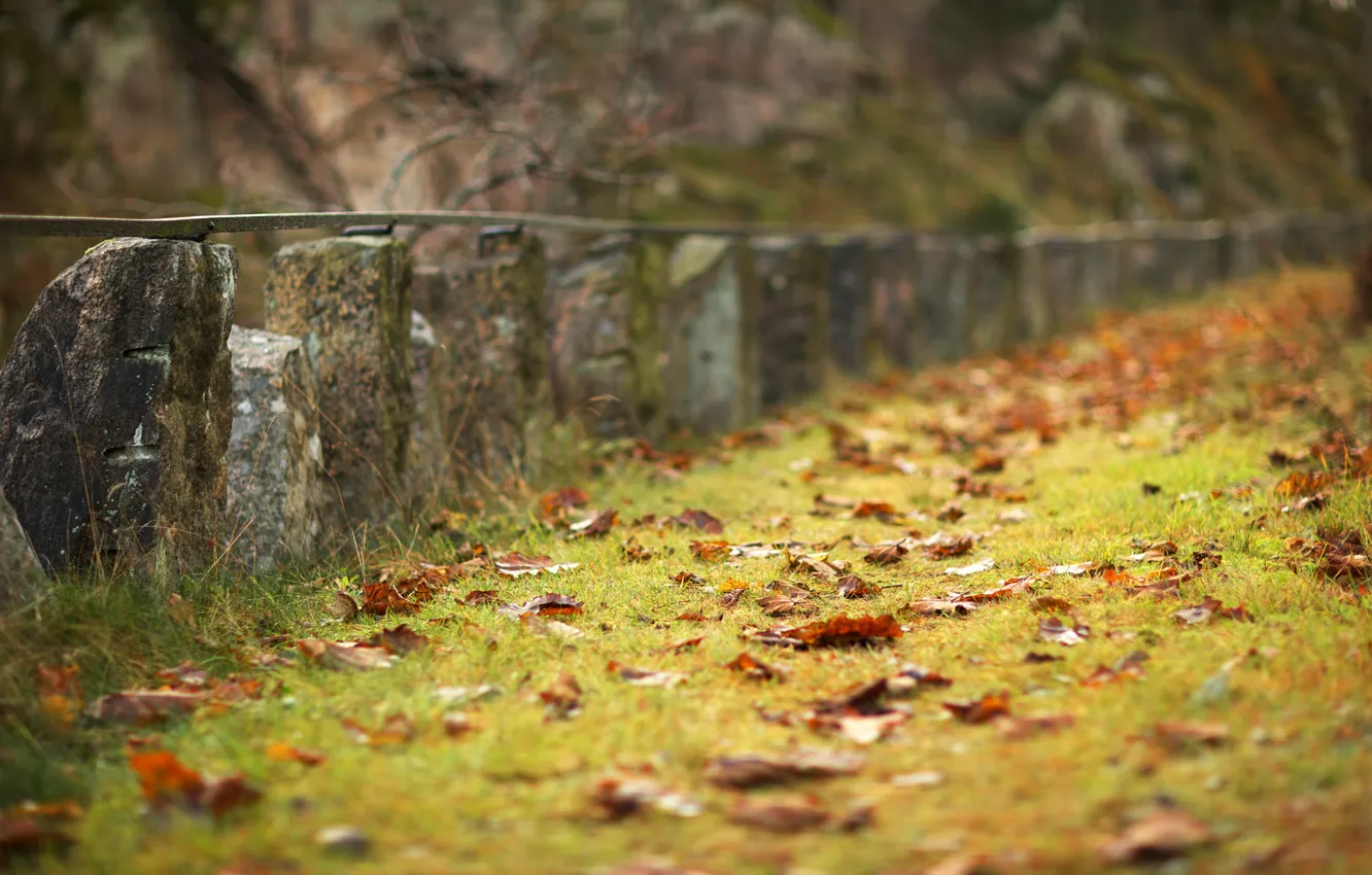 Photo wallpaper sadness, autumn, grass, the area, the fence, grass, fallen, orange leaves